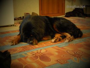 Dog Photo