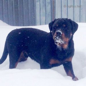 Dog Photo