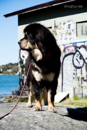 Dog Photo