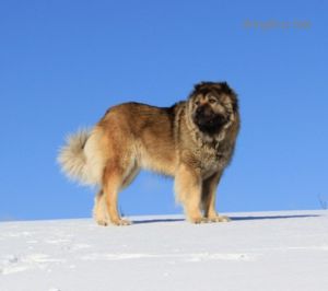 Dog Photo