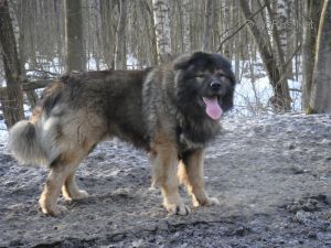 Dog Photo