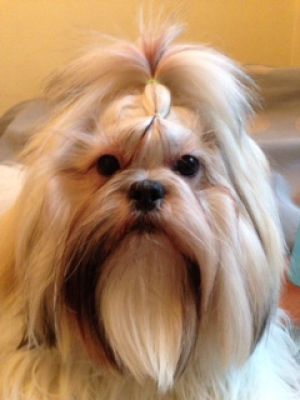 Dog Photo