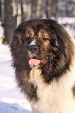 Dog Photo