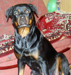 Dog Photo