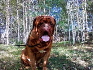 Dog Photo