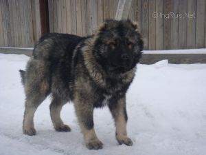 Dog Photo