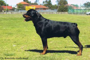 Dog Photo
