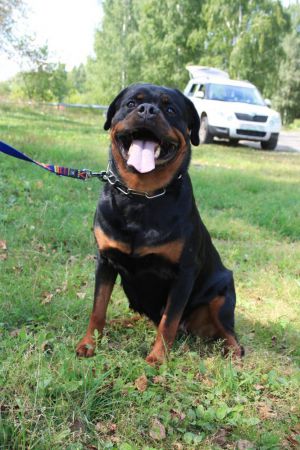 Dog Photo
