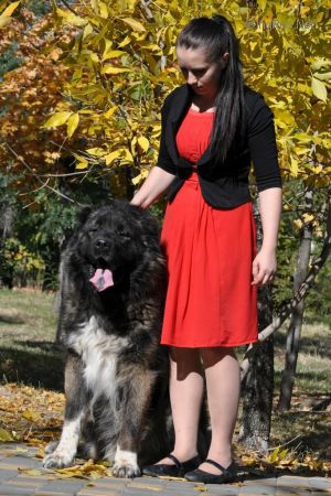 Dog Photo