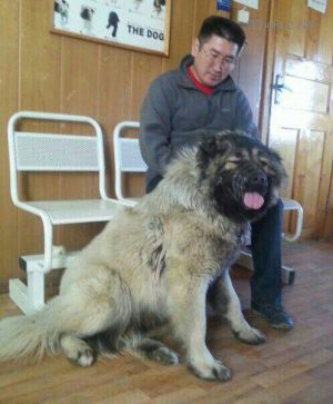 Dog Photo