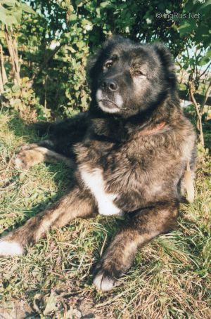 Dog Photo