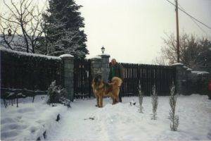 Dog Photo
