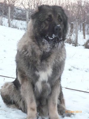Dog Photo