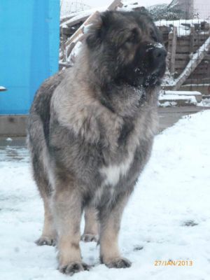Dog Photo