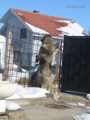 Dog Photo
