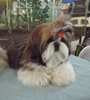 Dog Photo