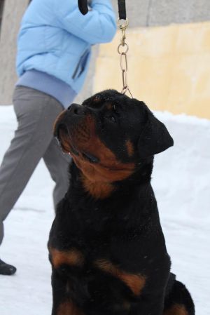 Dog Photo