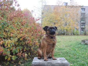Dog Photo