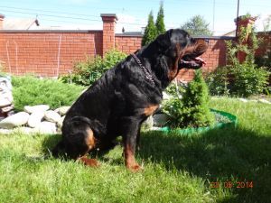 Dog Photo