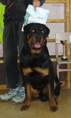 Dog Photo