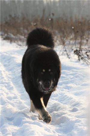 Dog Photo