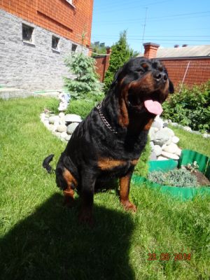 Dog Photo