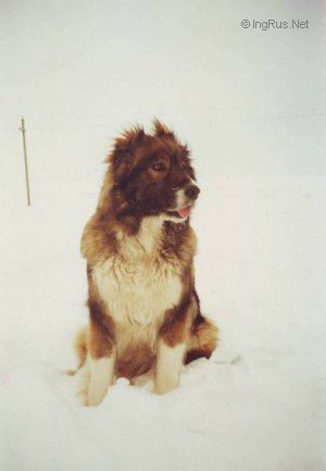 Dog Photo