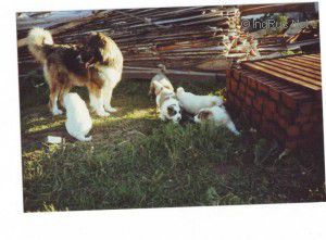 Dog Photo