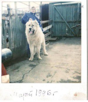 Dog Photo