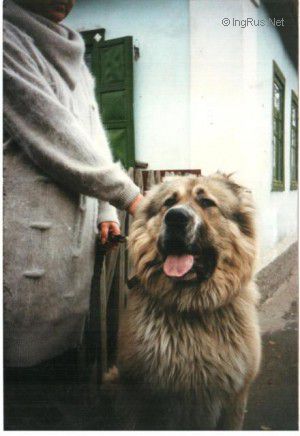 Dog Photo