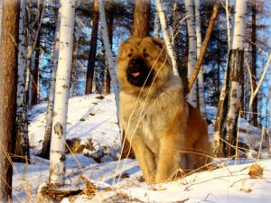 Dog Photo