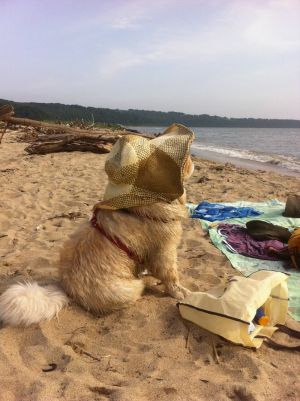 Dog Photo