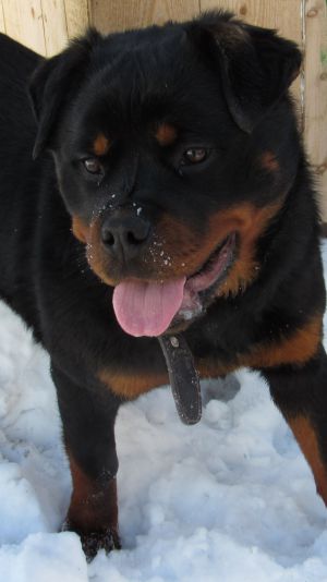 Dog Photo