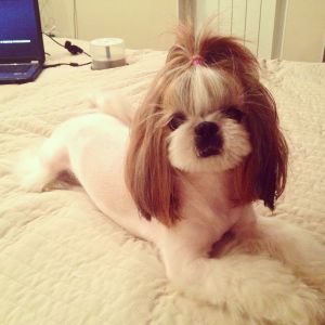 Dog Photo
