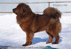 Dog Photo