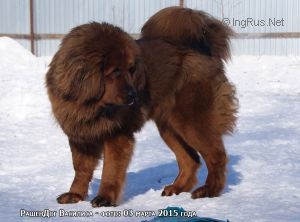 Dog Photo