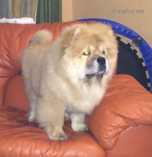 Dog Photo