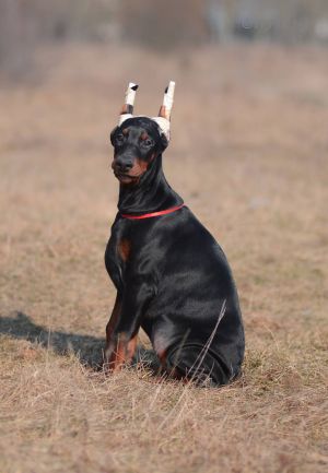 Dog Photo