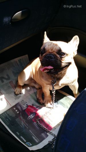 Dog Photo