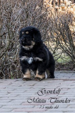 Dog Photo