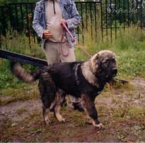 Dog Photo