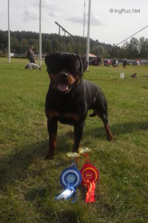 Dog Photo