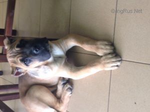 Dog Photo