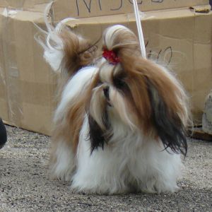 Dog Photo