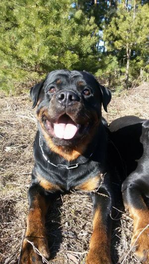 Dog Photo