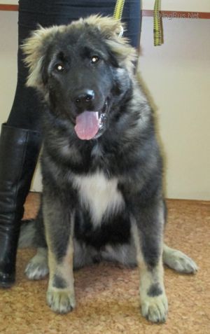 Dog Photo