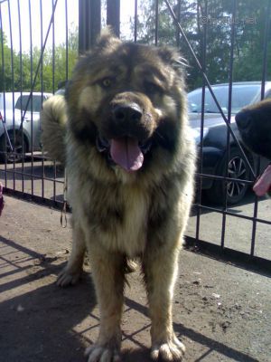 Dog Photo