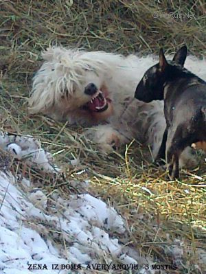 Dog Photo
