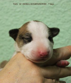 Dog Photo