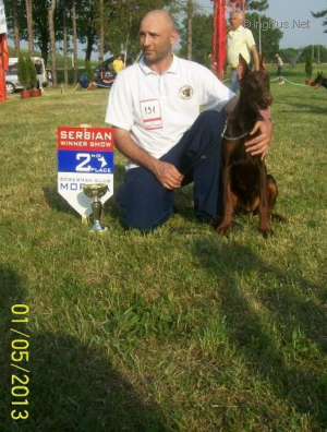 Dog Photo
